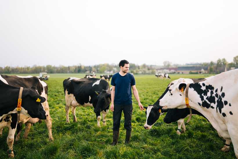 junger Stallchef mit blauem Tshirt auf Wiese mit Kühen